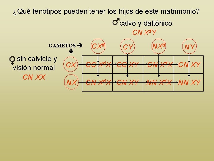 ¿Qué fenotipos pueden tener los hijos de este matrimonio? calvo y daltónico CN Xd.