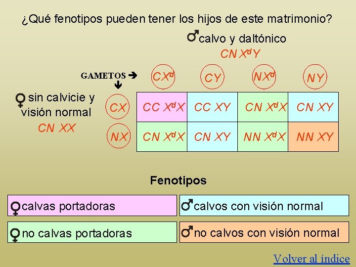 ¿Qué fenotipos pueden tener los hijos de este matrimonio? calvo y daltónico CN Xd.