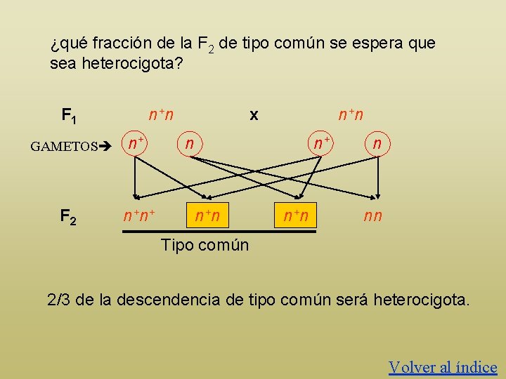 ¿qué fracción de la F 2 de tipo común se espera que sea heterocigota?