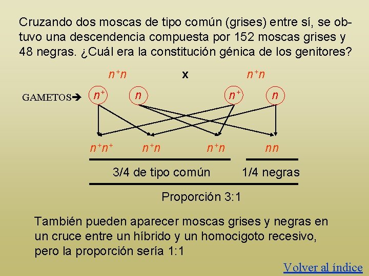 Cruzando dos moscas de tipo común (grises) entre sí, se obtuvo una descendencia compuesta