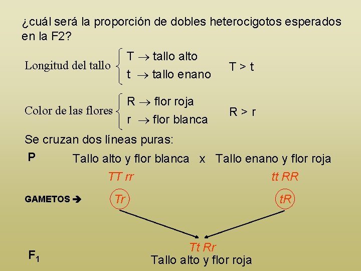 ¿cuál será la proporción de dobles heterocigotos esperados en la F 2? T tallo