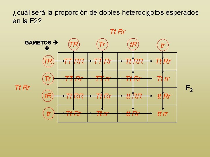 ¿cuál será la proporción de dobles heterocigotos esperados en la F 2? Tt Rr