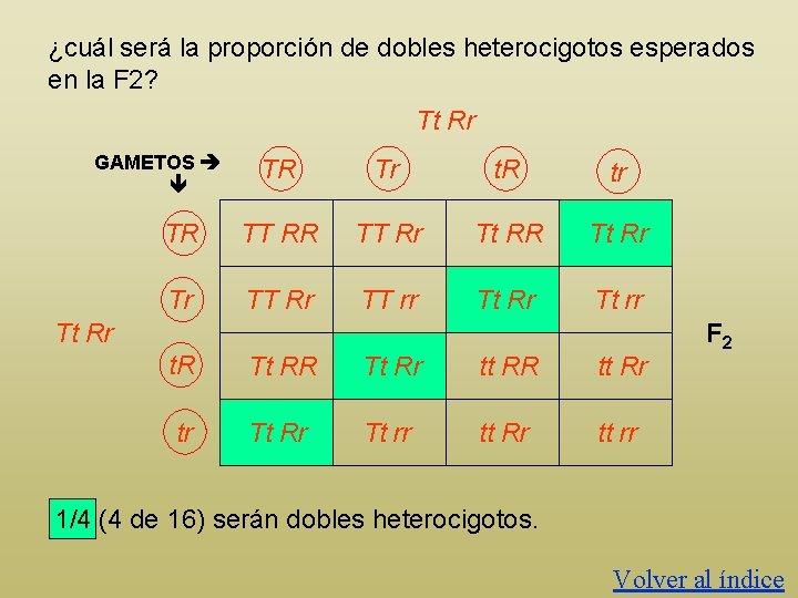 ¿cuál será la proporción de dobles heterocigotos esperados en la F 2? Tt Rr