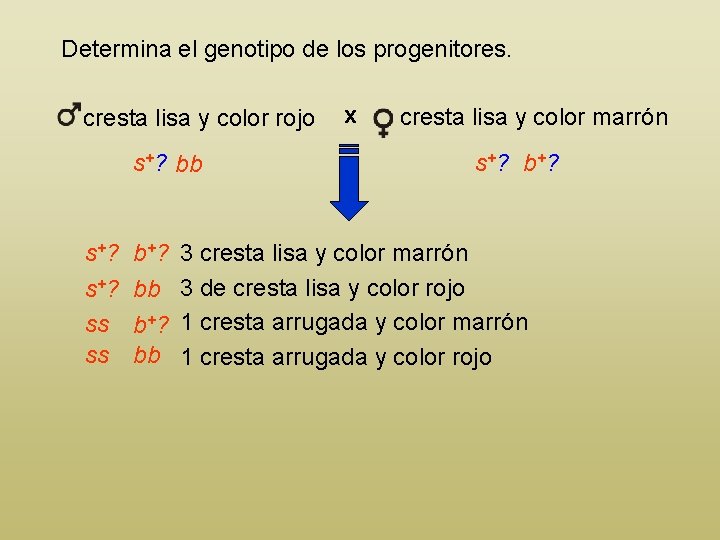Determina el genotipo de los progenitores. cresta lisa y color rojo s+? bb s+?