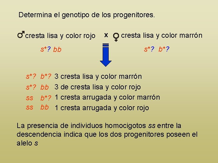 Determina el genotipo de los progenitores. cresta lisa y color rojo s+? bb s+?