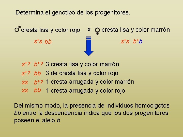 Determina el genotipo de los progenitores. cresta lisa y color rojo s+s bb s+?