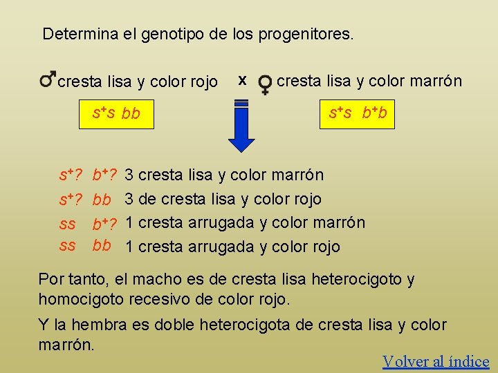 Determina el genotipo de los progenitores. cresta lisa y color rojo s+s bb s+?