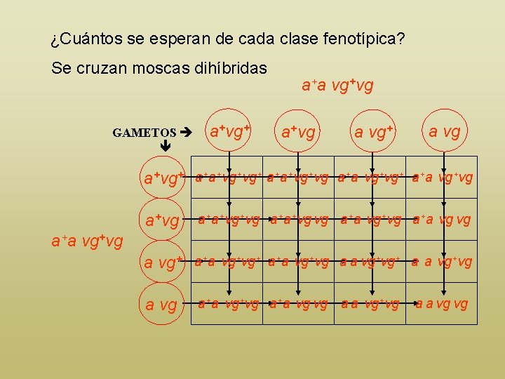 ¿Cuántos se esperan de cada clase fenotípica? Se cruzan moscas dihíbridas GAMETOS a+vg+ a+a