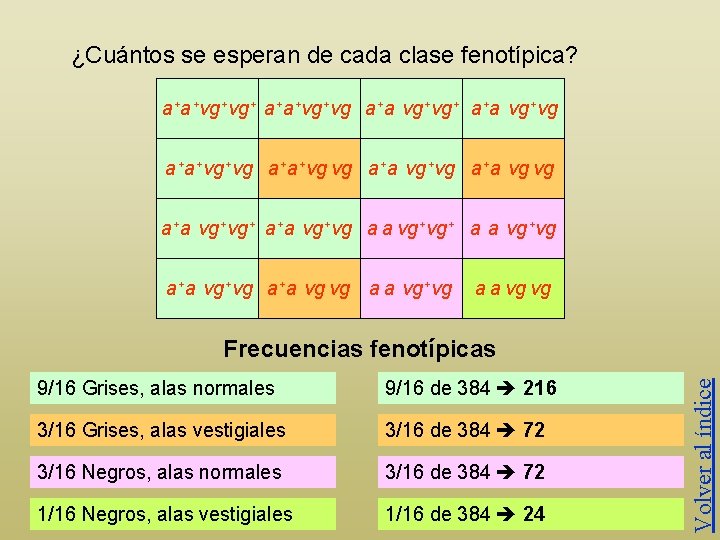 ¿Cuántos se esperan de cada clase fenotípica? a+a+vg+vg+ a+a+vg+vg a+a vg+vg+ a+a vg+vg a+a+vg