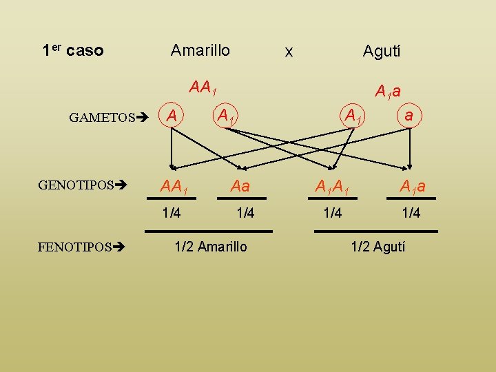 1 er caso Amarillo x Agutí AA 1 GAMETOS GENOTIPOS A AA 1 1/4