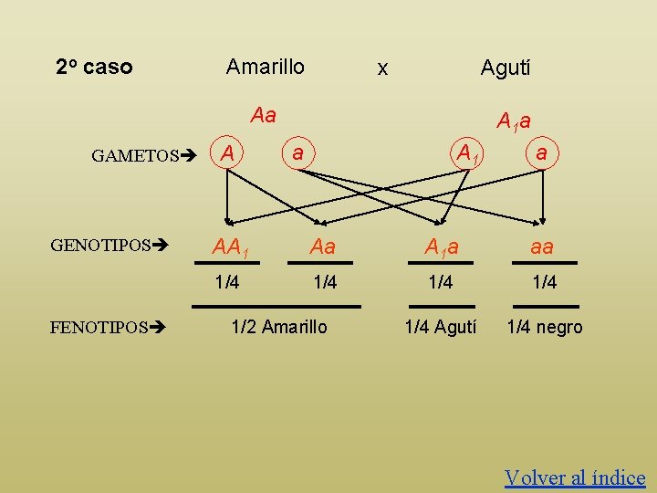 2 o caso Amarillo x Agutí Aa GAMETOS GENOTIPOS FENOTIPOS A A 1 a