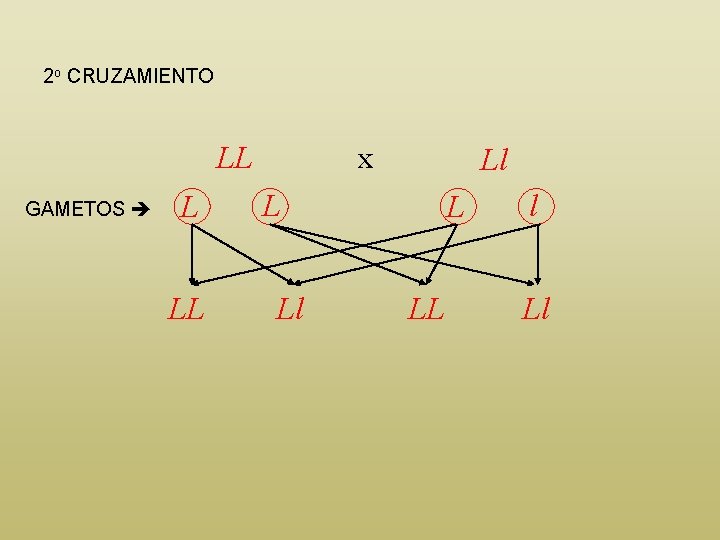 2 o CRUZAMIENTO LL GAMETOS L LL x Ll L LL l Ll 