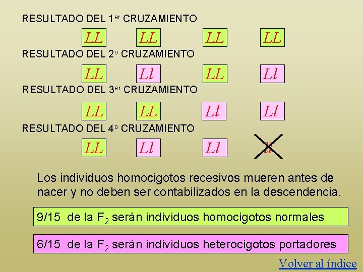 RESULTADO DEL 1 er CRUZAMIENTO LL LL LL Ll Ll ll RESULTADO DEL 2