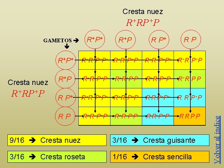 Cresta nuez R+RP+P R+ P R P+ RP R+ P + R+ R+ P