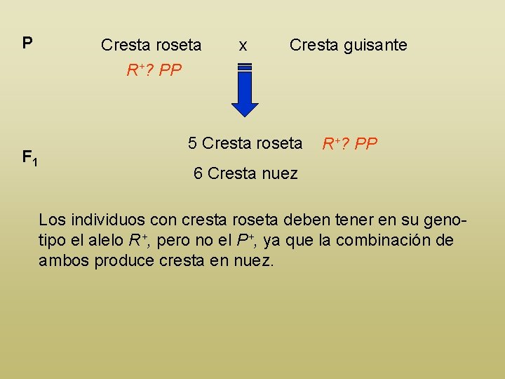 P F 1 Cresta roseta R+? PP x Cresta guisante 5 Cresta roseta R+?