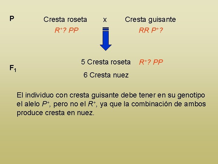 P F 1 Cresta roseta R+? PP x Cresta guisante RR P+? 5 Cresta