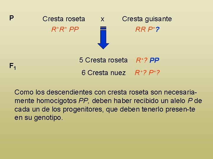P Cresta roseta R+R+ PP F 1 x Cresta guisante RR P+? 5 Cresta