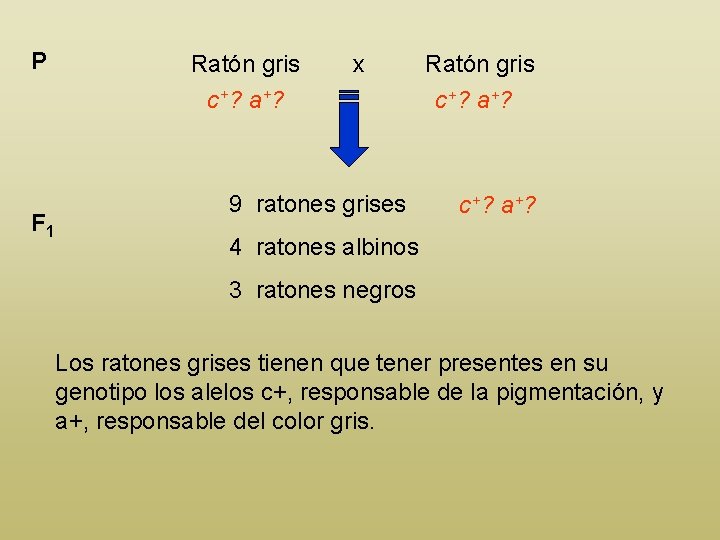 P F 1 Ratón gris c+? a+? x 9 ratones grises Ratón gris c+?