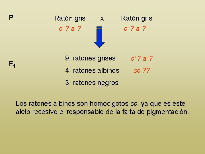 P F 1 Ratón gris c+? a+? x Ratón gris c+? a+? 9 ratones