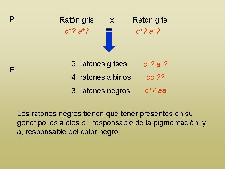 P F 1 Ratón gris c+? a+? x Ratón gris c+? a+? 9 ratones