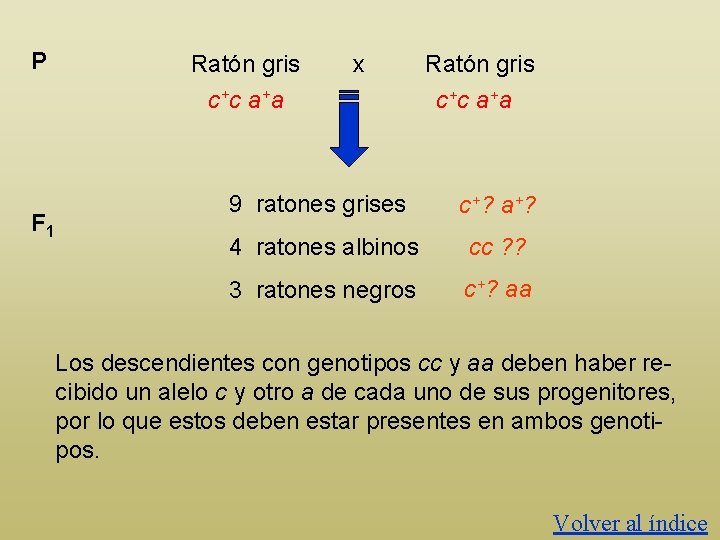 P F 1 Ratón gris c+c a+a x Ratón gris c+c a+a 9 ratones