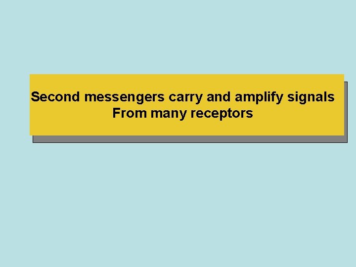 Second messengers carry and amplify signals From many receptors 