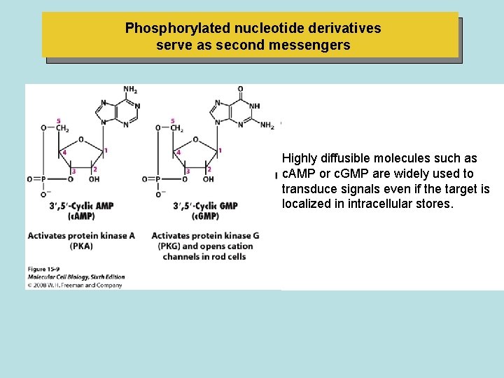 Phosphorylated nucleotide derivatives serve as second messengers Highly diffusible molecules such as c. AMP