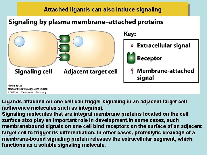 Attached ligands can also induce signaling Ligands attached on one cell can trigger signaling