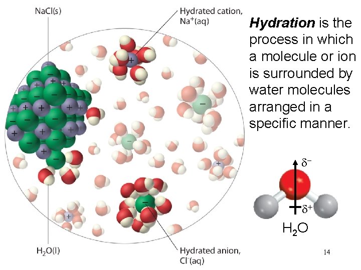 Hydration is the process in which a molecule or ion is surrounded by water
