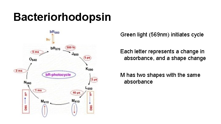 Bacteriorhodopsin Green light (569 nm) initiates cycle Each letter represents a change in absorbance,