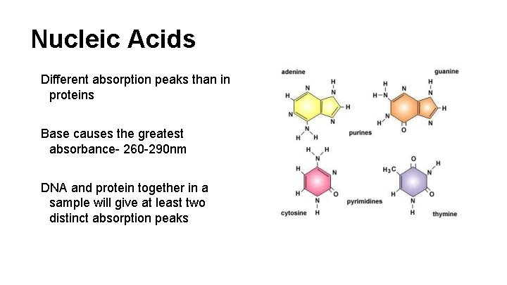 Nucleic Acids Different absorption peaks than in proteins Base causes the greatest absorbance- 260