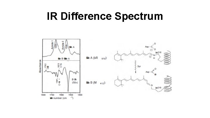 IR Difference Spectrum 