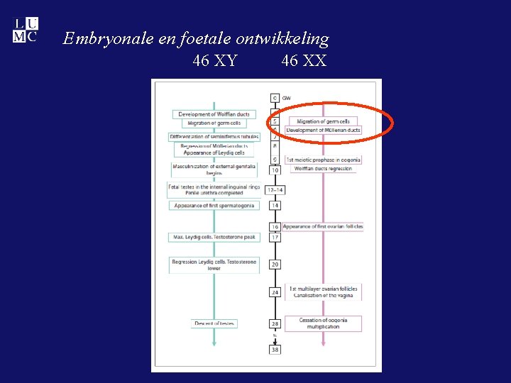 Embryonale en foetale ontwikkeling 46 XY 46 XX 