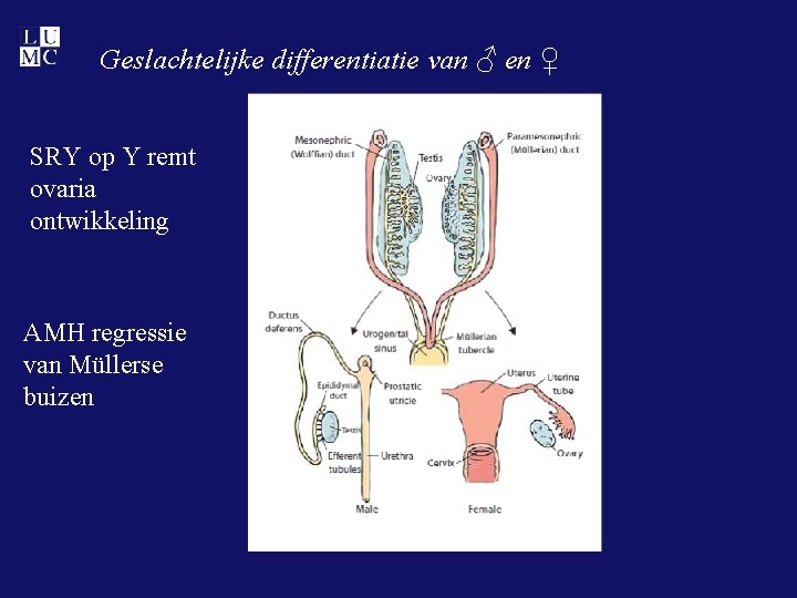 Geslachtelijke differentiatie van ♂ en ♀ SRY op Y remt ovaria ontwikkeling AMH regressie
