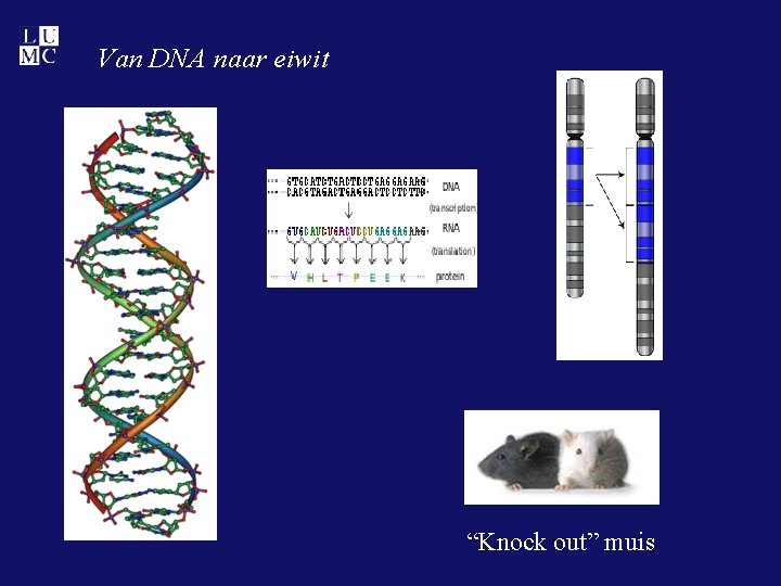 Van DNA naar eiwit “Knock out” muis 