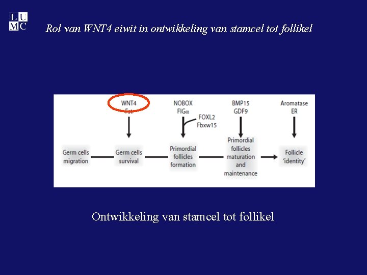 Rol van WNT 4 eiwit in ontwikkeling van stamcel tot follikel Ontwikkeling van stamcel