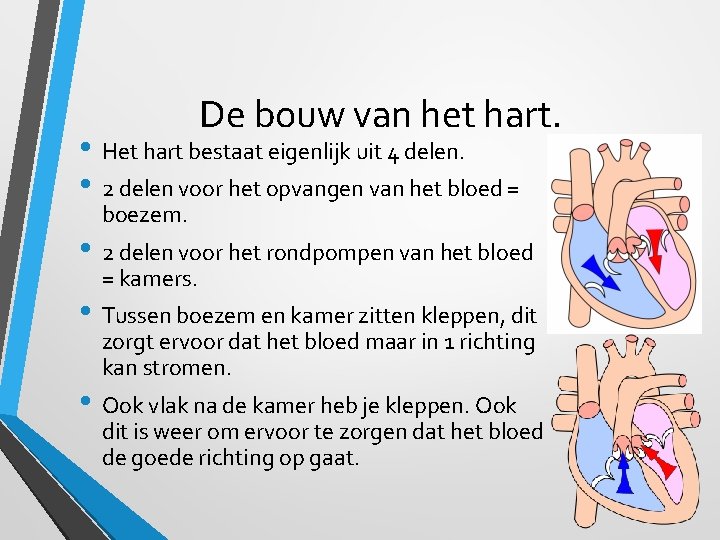 De bouw van het hart. • Het hart bestaat eigenlijk uit 4 delen. •