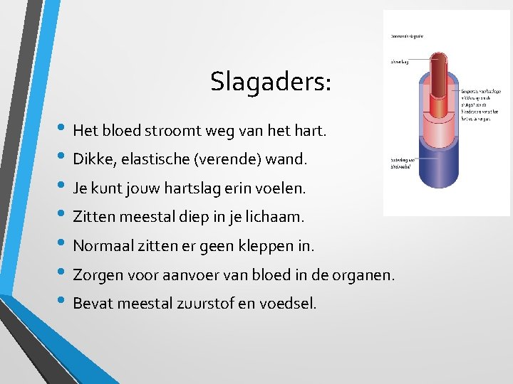 Slagaders: • Het bloed stroomt weg van het hart. • Dikke, elastische (verende) wand.