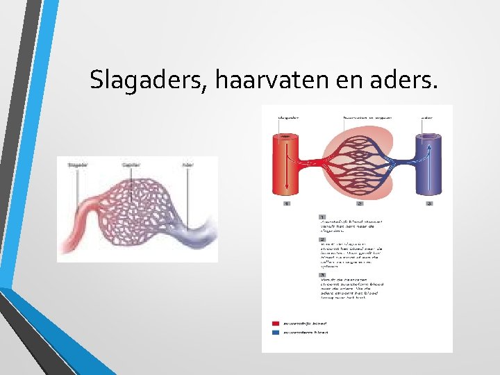 Slagaders, haarvaten en aders. 