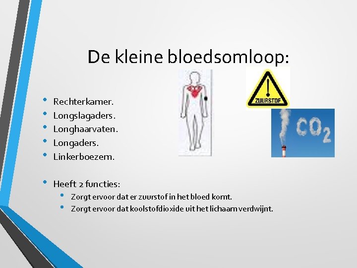 De kleine bloedsomloop: • • • Rechterkamer. Longslagaders. Longhaarvaten. Longaders. Linkerboezem. • Heeft 2
