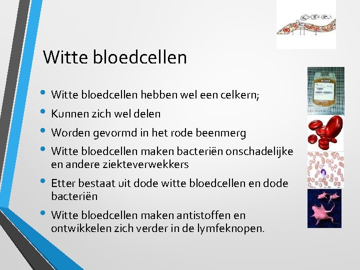 Witte bloedcellen • Witte bloedcellen hebben wel een celkern; • Kunnen zich wel delen