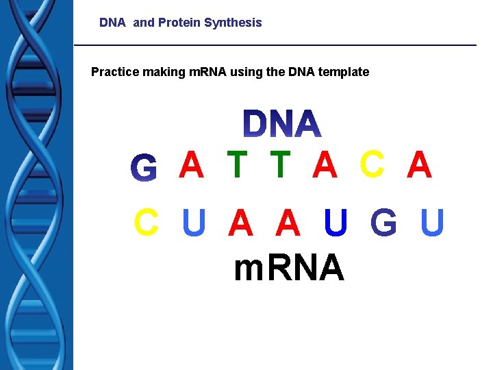 DNA and Protein Synthesis Practice making m. RNA using the DNA template A T