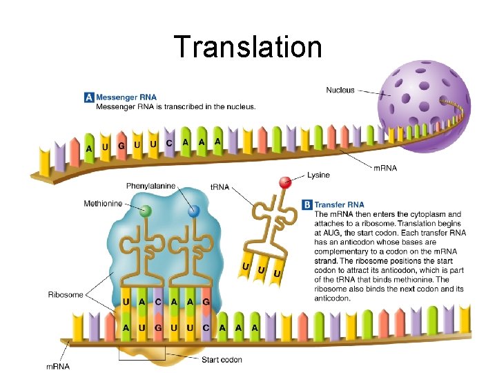 Translation 