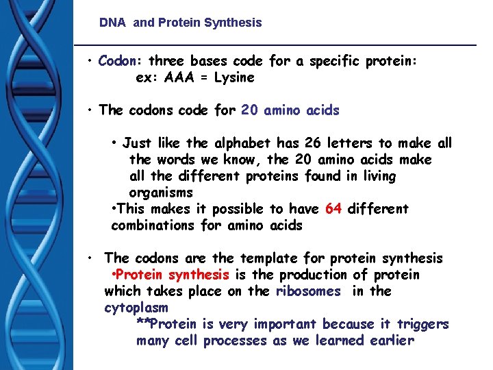 DNA and Protein Synthesis • Codon: three bases code for a specific protein: ex: