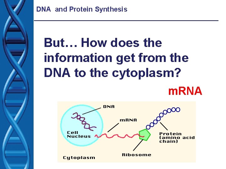 DNA and Protein Synthesis But… How does the information get from the DNA to