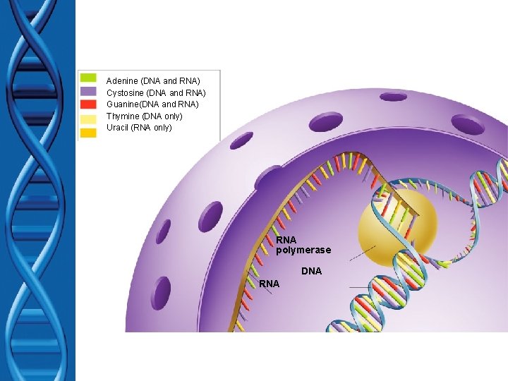 Adenine (DNA and RNA) Cystosine (DNA and RNA) Adenine (DNA and RNA) Guanine(DNA and