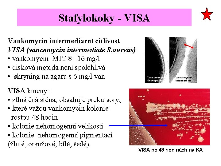 Stafylokoky - VISA Vankomycin intermediární citlivost VISA (vancomycin intermediate S. aureus) • vankomycin MIC