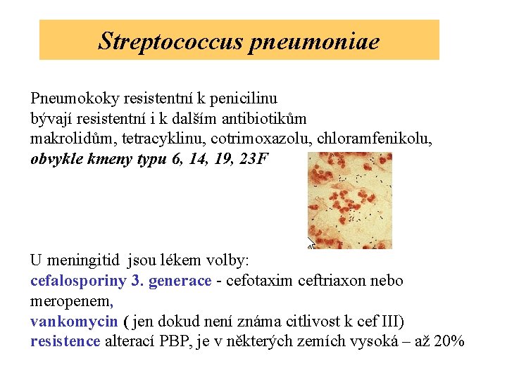 Streptococcus pneumoniae Pneumokoky resistentní k penicilinu bývají resistentní i k dalším antibiotikům makrolidům, tetracyklinu,
