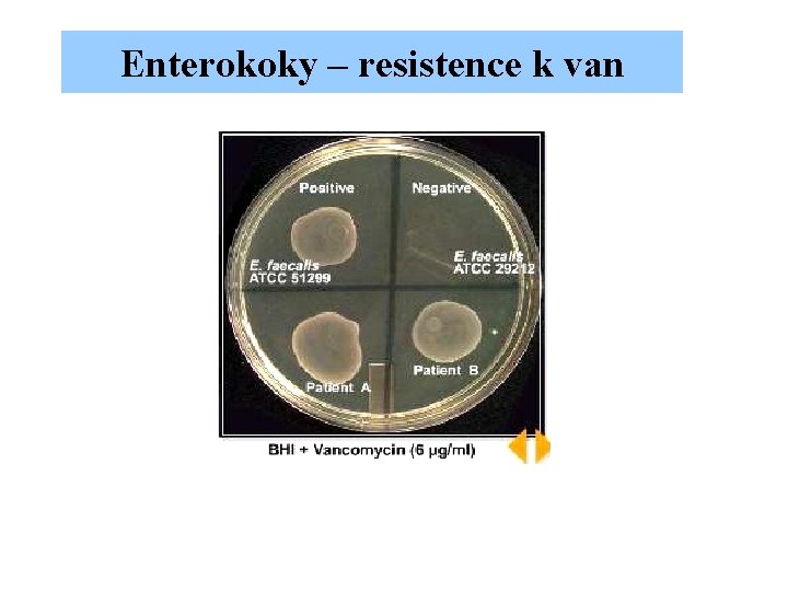 Enterokoky – resistence k van 