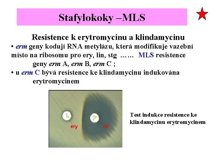 Stafylokoky –MLS Resistence k erytromycinu a klindamycinu • erm geny kodují RNA metylázu, která